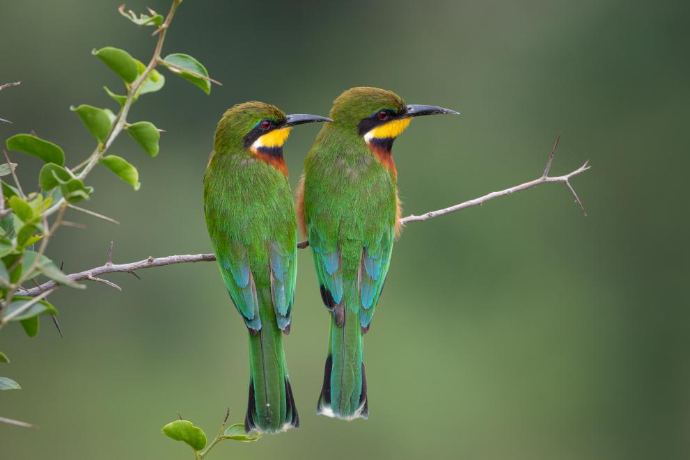 Cinnamon-chested Bee-Eater (Merops oreobates), Queen Elizabeth National Park, Uganda
