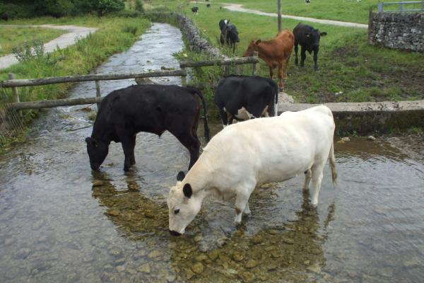 Urgent measures are needed to address environmental contamination by veterinary antibiotics, new research suggests